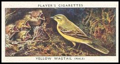 37PBTY 42 Yellow Wagtail.jpg